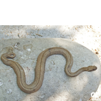 گونه مار افعی لطیفی Latifi’s Viper